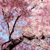 flowa2638